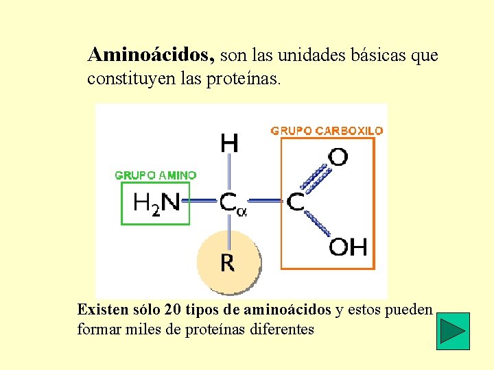 Aminoácidos, son las unidades básicas que constituyen las proteínas. Existen sólo 20 tipos de