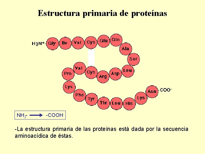 Estructura primaria de proteínas NH 2 - -COOH -La estructura primaria de las proteínas