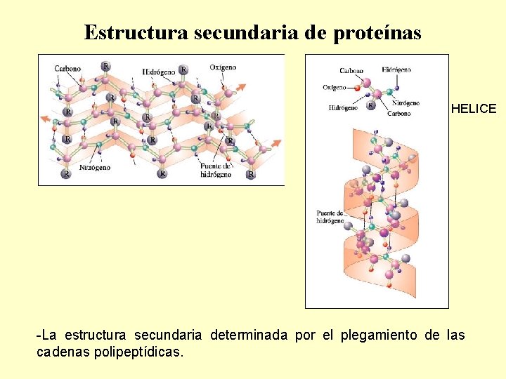 Estructura secundaria de proteínas HELICE -La estructura secundaria determinada por el plegamiento de las