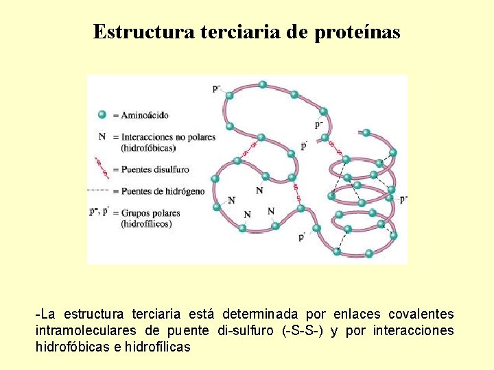 Estructura terciaria de proteínas -La estructura terciaria está determinada por enlaces covalentes intramoleculares de