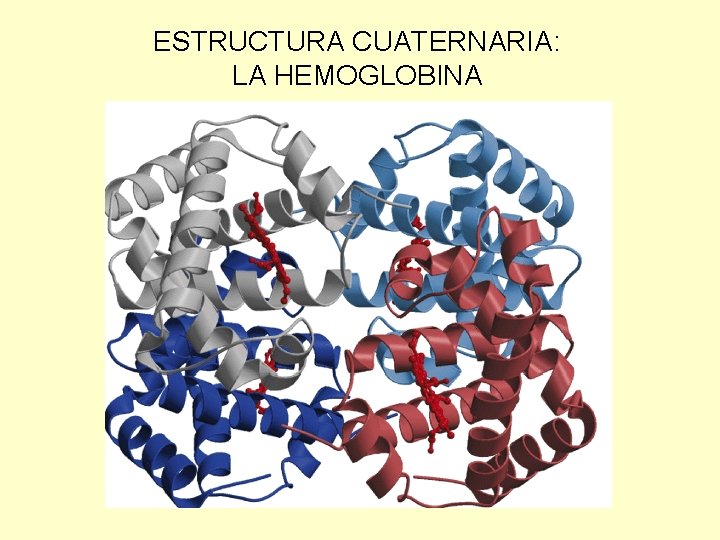 ESTRUCTURA CUATERNARIA: LA HEMOGLOBINA 