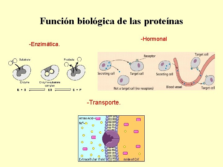 Función biológica de las proteínas -Hormonal -Enzimática. -Transporte. 