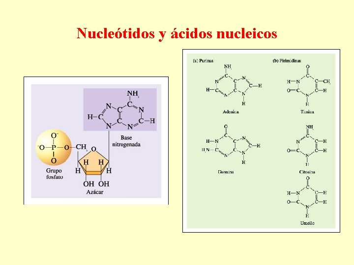 Nucleótidos y ácidos nucleicos 