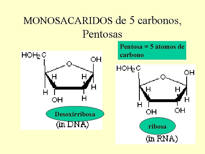 MONOSACARIDOS de 5 carbonos, Pentosas Pentosa = 5 átomos de carbono Desoxirribosa 