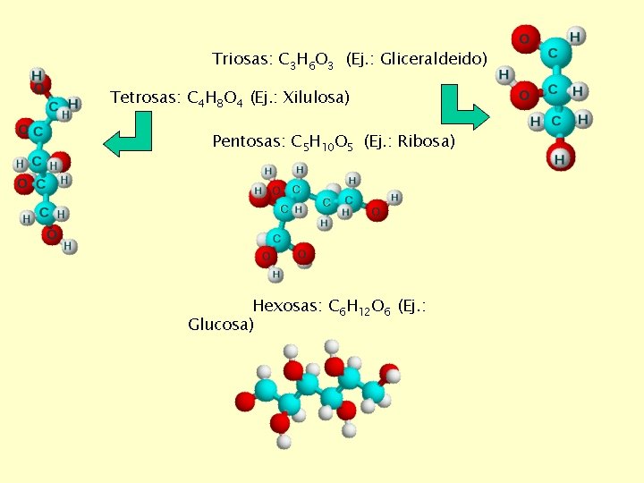 Triosas: C 3 H 6 O 3 (Ej. : Gliceraldeido) Tetrosas: C 4 H