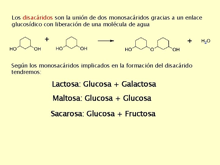 Los disacáridos son la unión de dos monosacáridos gracias a un enlace glucosídico con