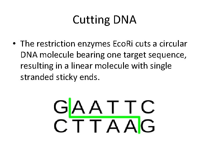 Cutting DNA • The restriction enzymes Eco. Ri cuts a circular DNA molecule bearing