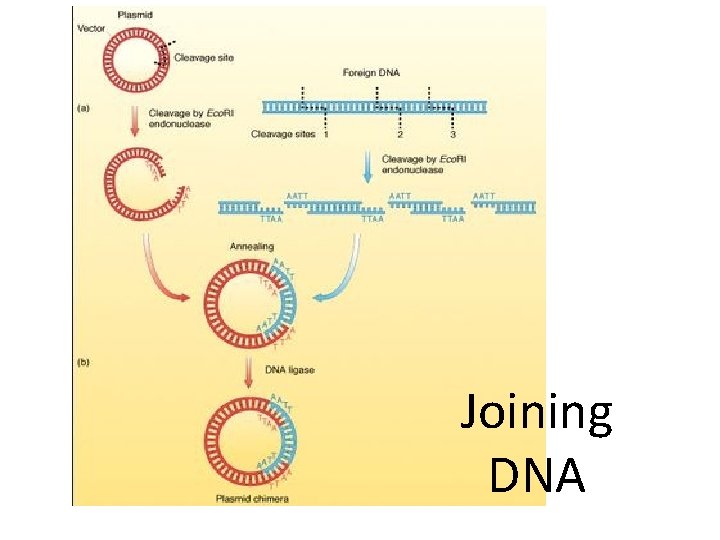 Joining DNA 