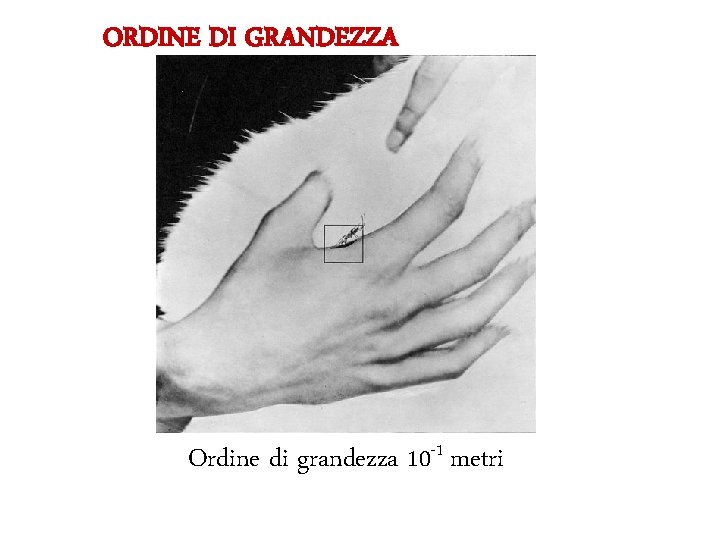 ORDINE DI GRANDEZZA Ordine di grandezza 10 -1 metri 