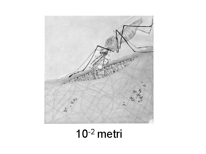 10 -2 metri 