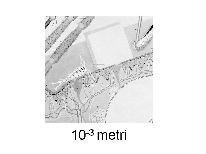 -3 10 metri 