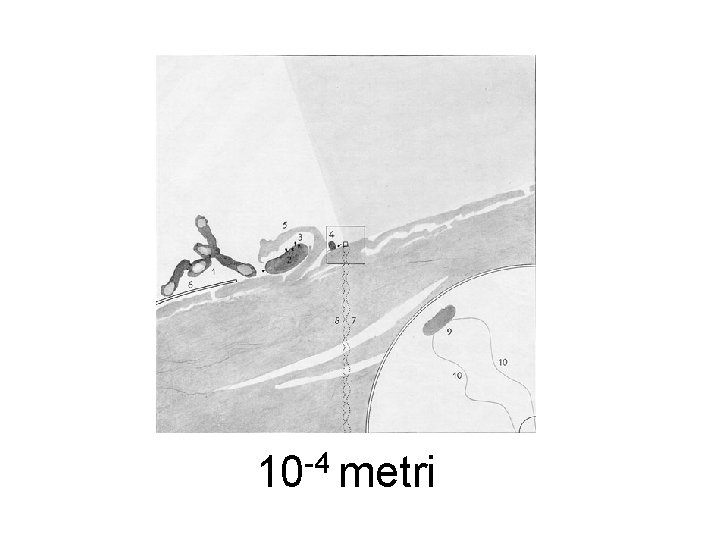 10 -4 metri 