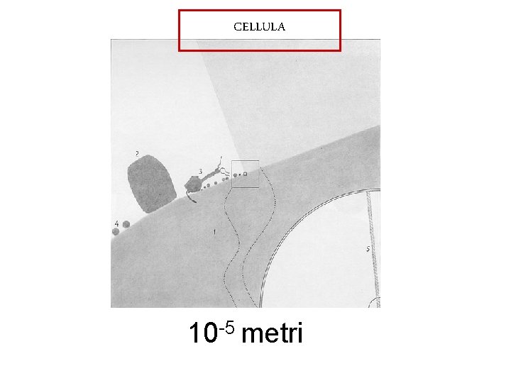 CELLULA 10 -5 metri 