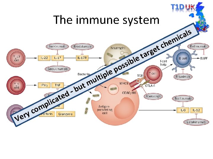 The immune system m e h et c rg a t le bu –