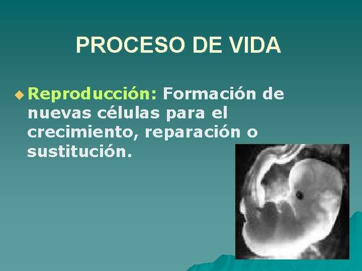 PROCESO DE VIDA u Reproducción: Formación de nuevas células para el crecimiento, reparación o