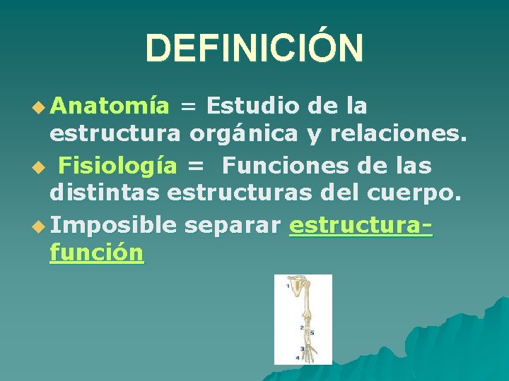 DEFINICIÓN u Anatomía = Estudio de la estructura orgánica y relaciones. u Fisiología =