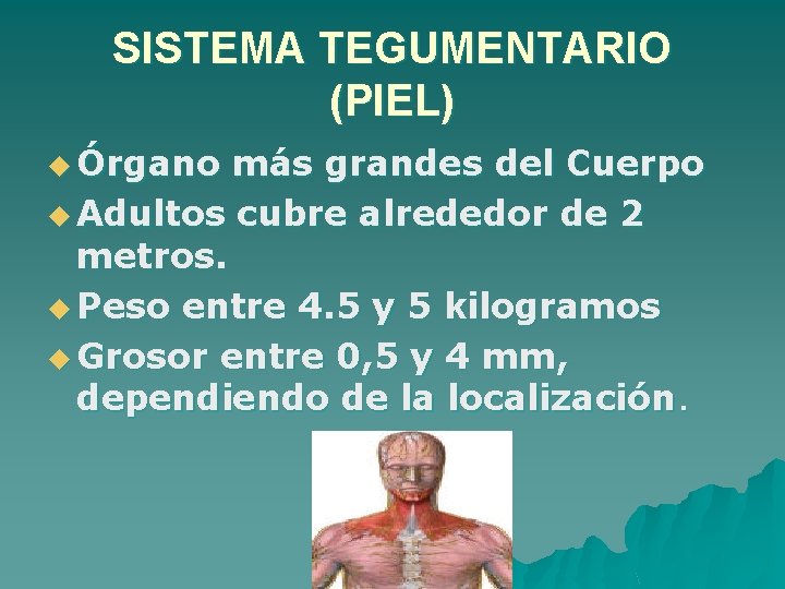 SISTEMA TEGUMENTARIO (PIEL) u Órgano más grandes del Cuerpo u Adultos cubre alrededor de