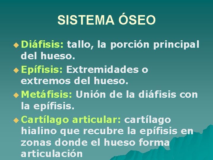 SISTEMA ÓSEO u Diáfisis: tallo, la porción principal del hueso. u Epífisis: Extremidades o