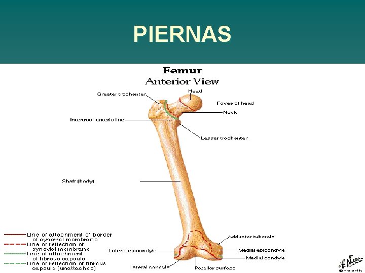 PIERNAS 