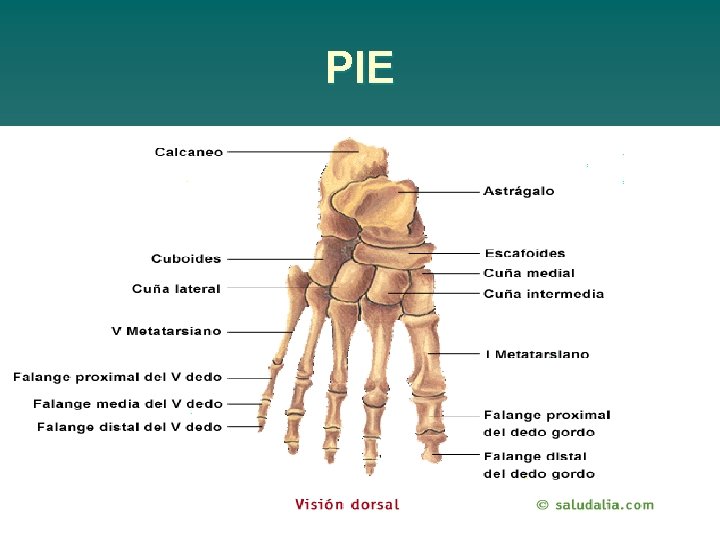 PIE 