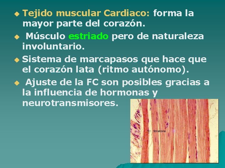 Tejido muscular Cardiaco: forma la mayor parte del corazón. u Músculo estriado pero de