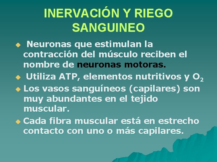 INERVACIÓN Y RIEGO SANGUINEO Neuronas que estimulan la contracción del músculo reciben el nombre