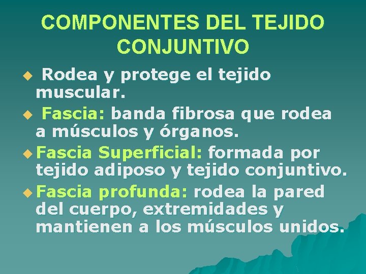 COMPONENTES DEL TEJIDO CONJUNTIVO Rodea y protege el tejido muscular. u Fascia: banda fibrosa