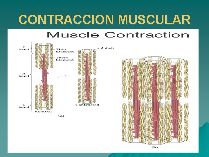 CONTRACCION MUSCULAR u 