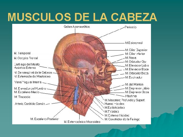 MUSCULOS DE LA CABEZA 