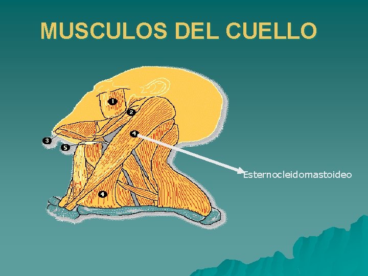 MUSCULOS DEL CUELLO Esternocleidomastoideo 