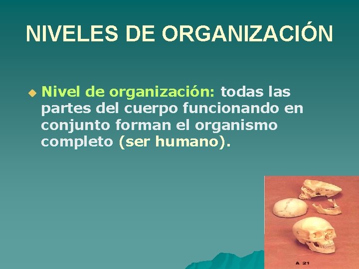 NIVELES DE ORGANIZACIÓN u Nivel de organización: todas las partes del cuerpo funcionando en