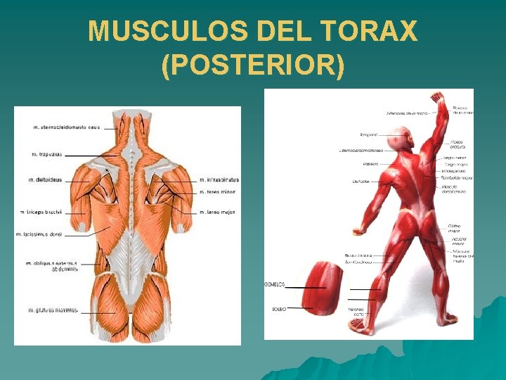 MUSCULOS DEL TORAX (POSTERIOR) 