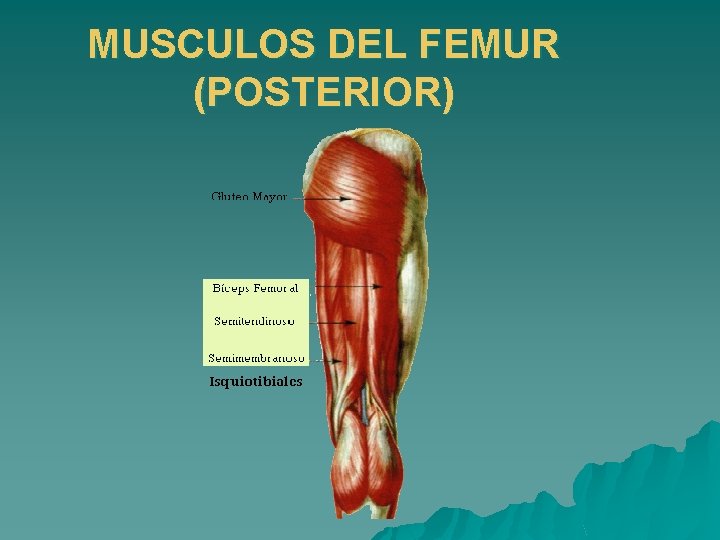 MUSCULOS DEL FEMUR (POSTERIOR) 