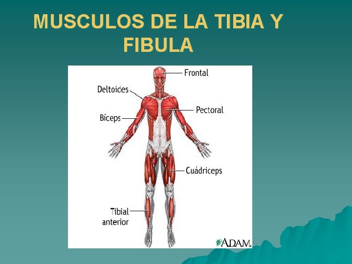 MUSCULOS DE LA TIBIA Y FIBULA 