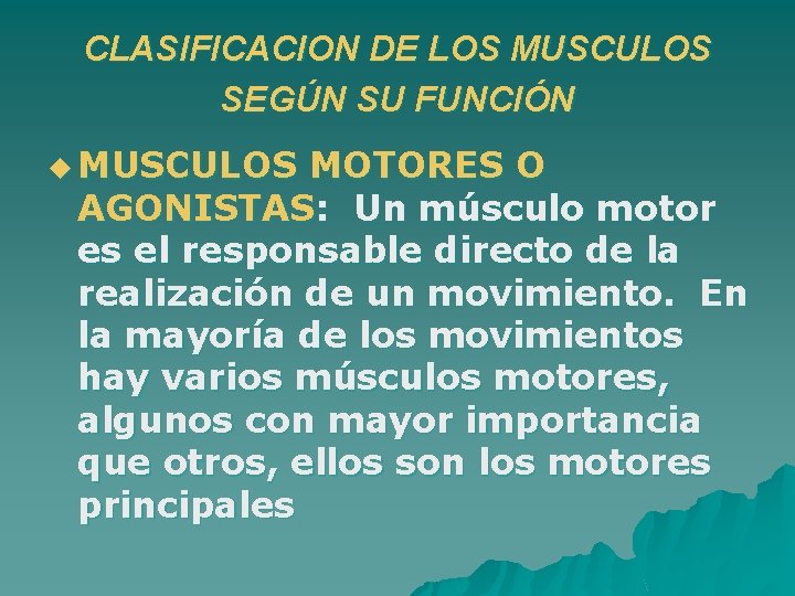 CLASIFICACION DE LOS MUSCULOS SEGÚN SU FUNCIÓN u MUSCULOS MOTORES O AGONISTAS: Un músculo