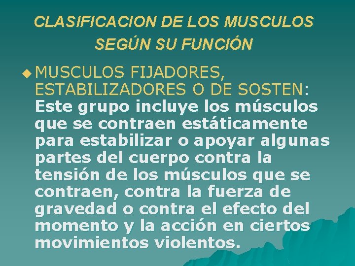 CLASIFICACION DE LOS MUSCULOS SEGÚN SU FUNCIÓN u MUSCULOS FIJADORES, ESTABILIZADORES O DE SOSTEN: