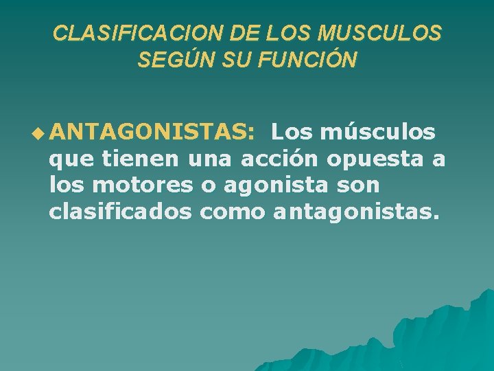 CLASIFICACION DE LOS MUSCULOS SEGÚN SU FUNCIÓN u ANTAGONISTAS: Los músculos que tienen una