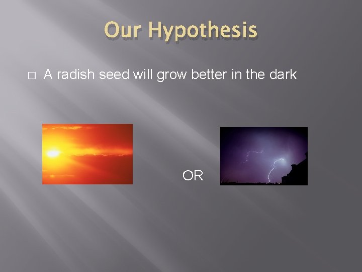 Our Hypothesis � A radish seed will grow better in the dark Light OR