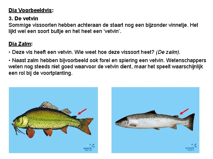 Dia Voorbeeldvis: 3. De vetvin Sommige vissoorten hebben achteraan de staart nog een bijzonder