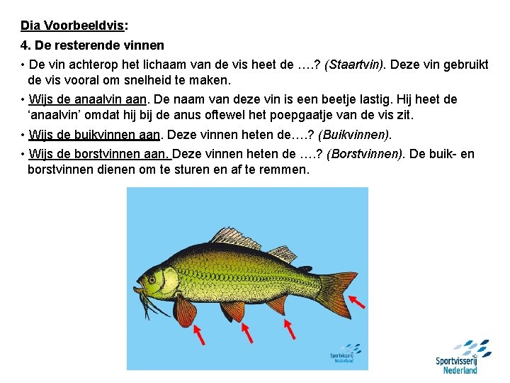 Dia Voorbeeldvis: 4. De resterende vinnen • De vin achterop het lichaam van de