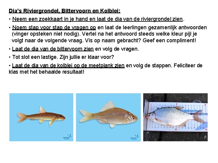 Dia’s Riviergrondel, Bittervoorn en Kolblei: • Neem een zoekkaart in je hand en laat