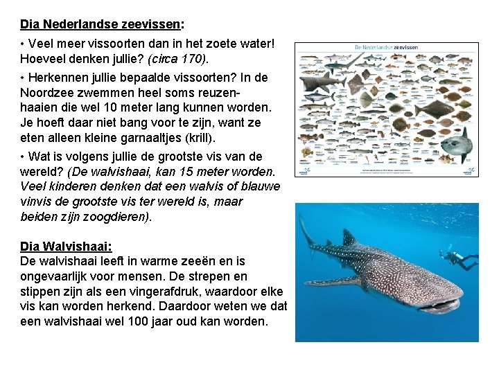 Dia Nederlandse zeevissen: • Veel meer vissoorten dan in het zoete water! Hoeveel denken