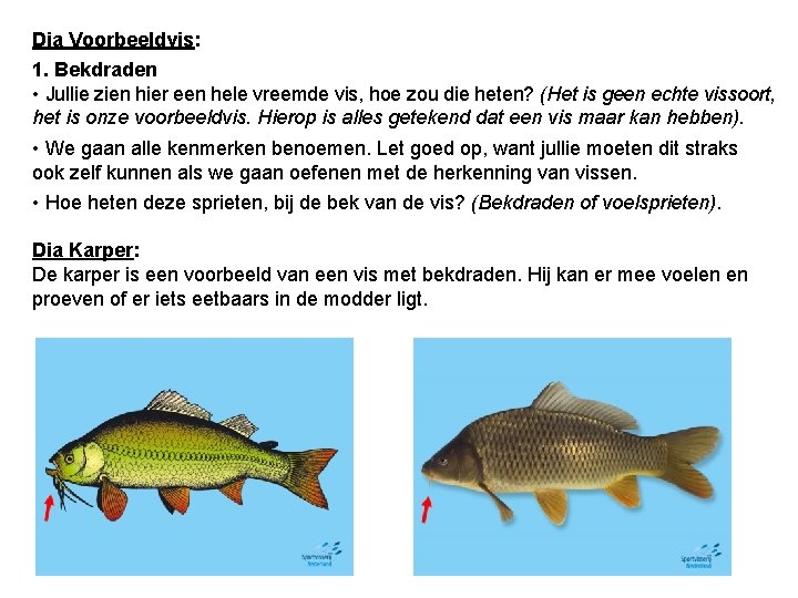 Dia Voorbeeldvis: 1. Bekdraden • Jullie zien hier een hele vreemde vis, hoe zou