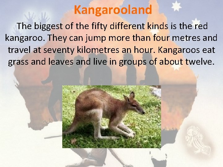 Kangarooland The biggest of the fifty different kinds is the red kangaroo. They can