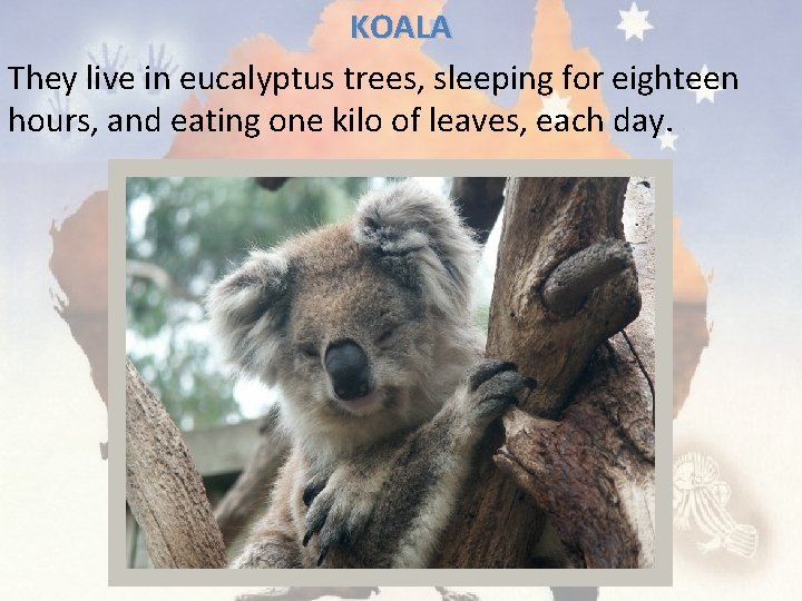 KOALA They live in eucalyptus trees, sleeping for eighteen hours, and eating one kilo