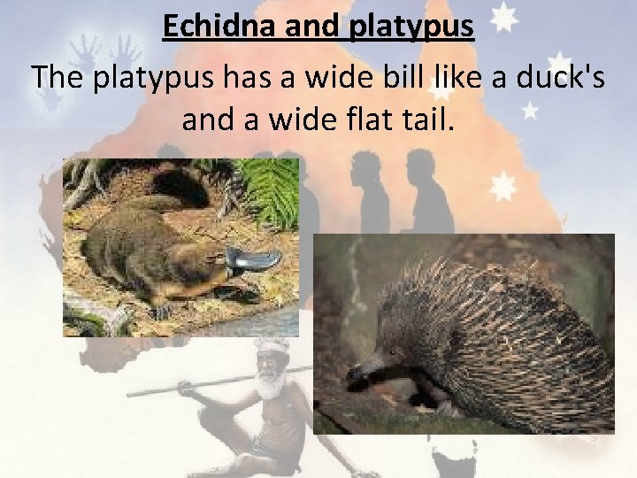 Echidna and platypus The platypus has a wide bill like a duck's and a