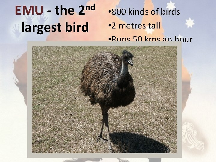nd 2 EMU - the largest bird • 800 kinds of birds • 2