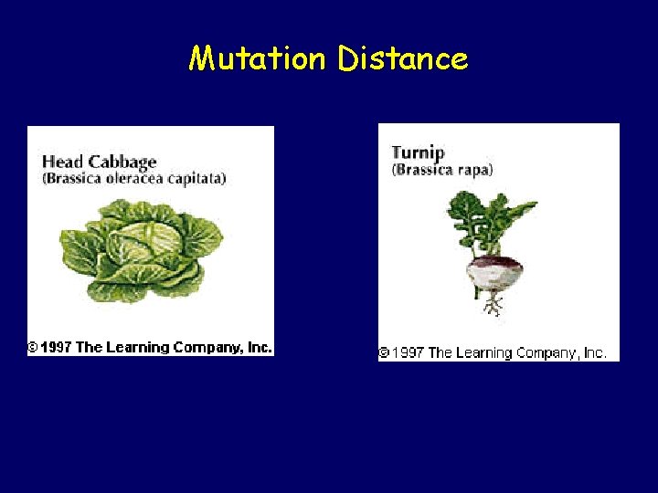 Mutation Distance 