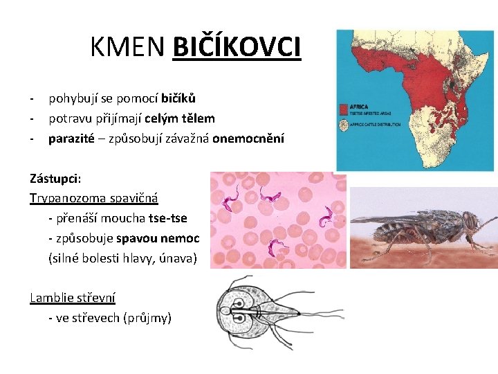 KMEN BIČÍKOVCI - pohybují se pomocí bičíků potravu přijímají celým tělem parazité – způsobují