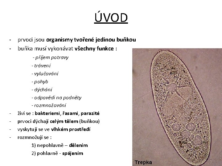 ÚVOD - - prvoci jsou organismy tvořené jedinou buňka musí vykonávat všechny funkce :